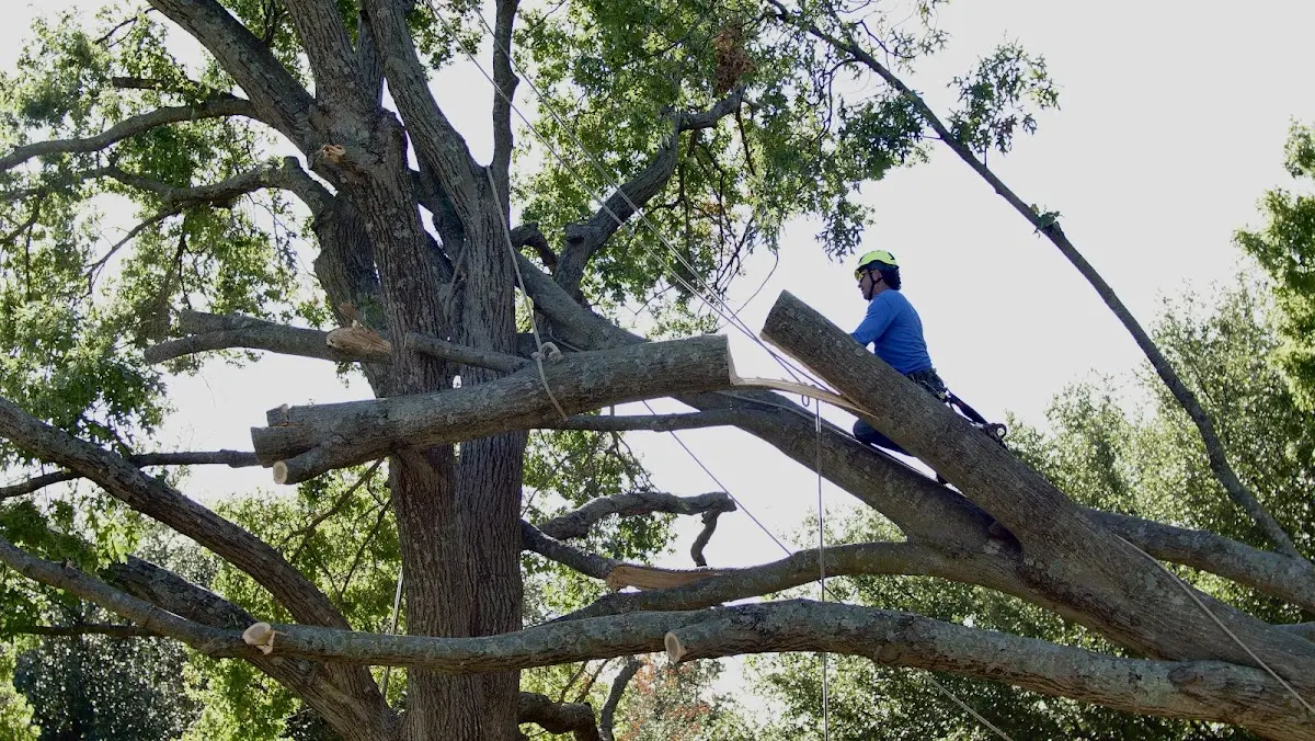 Professional Hazardous Tree Removal performed by certified arborists in Hesston
