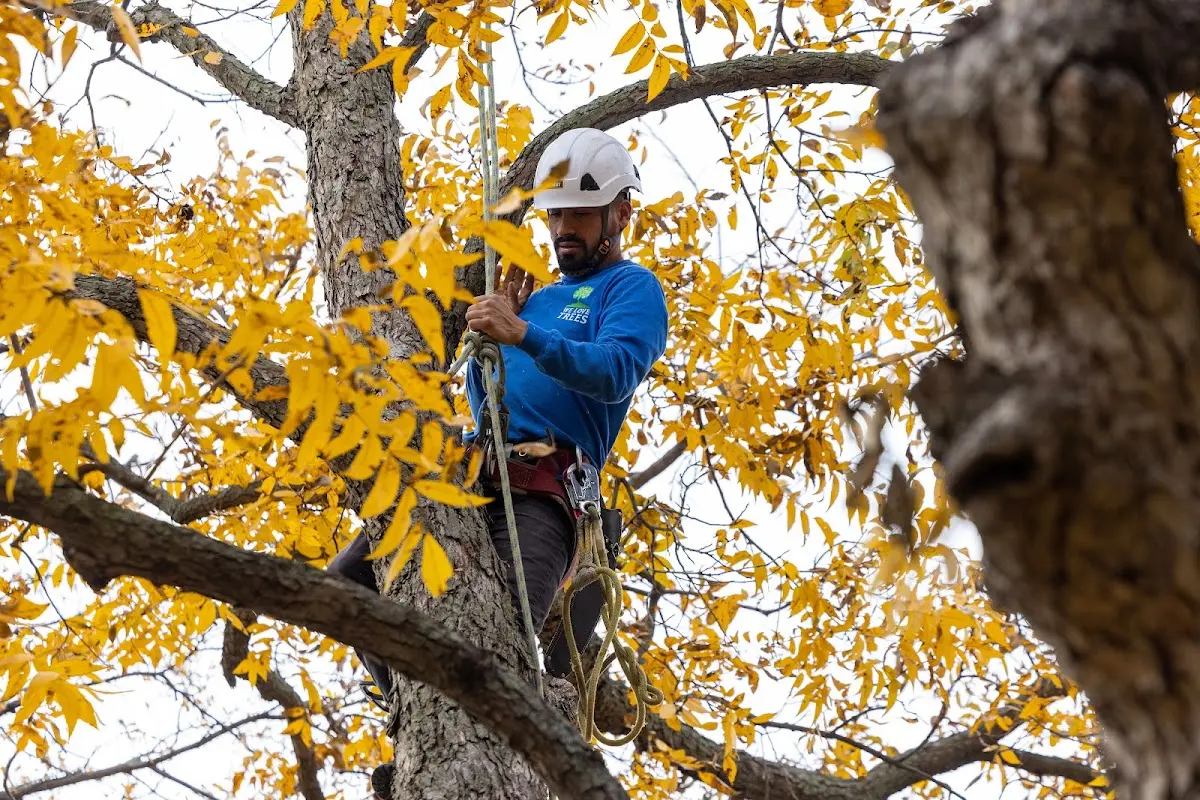 Skilled Tree Planing crew working in Hesston