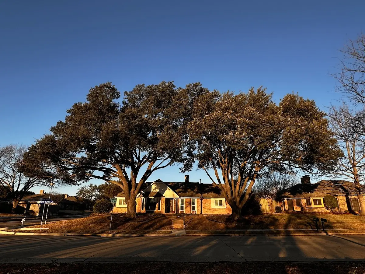 Established residential canopy tree shading a home in Hesston